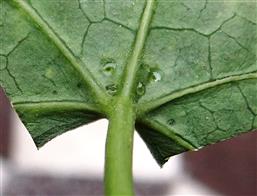  Glistening Glands